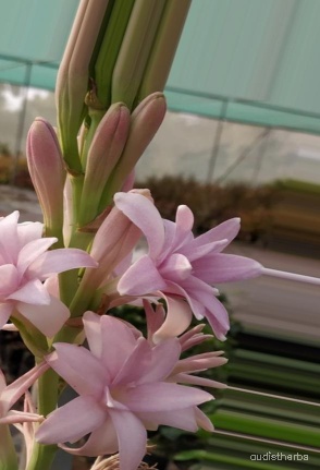 augmented_Polianthes tuberosa flower7_0_1796.jpeg